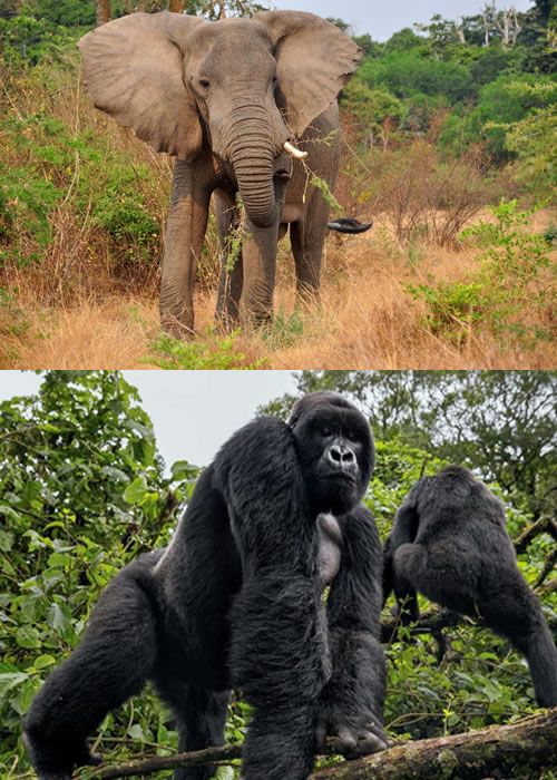 gorilla and elephant with breco safaris