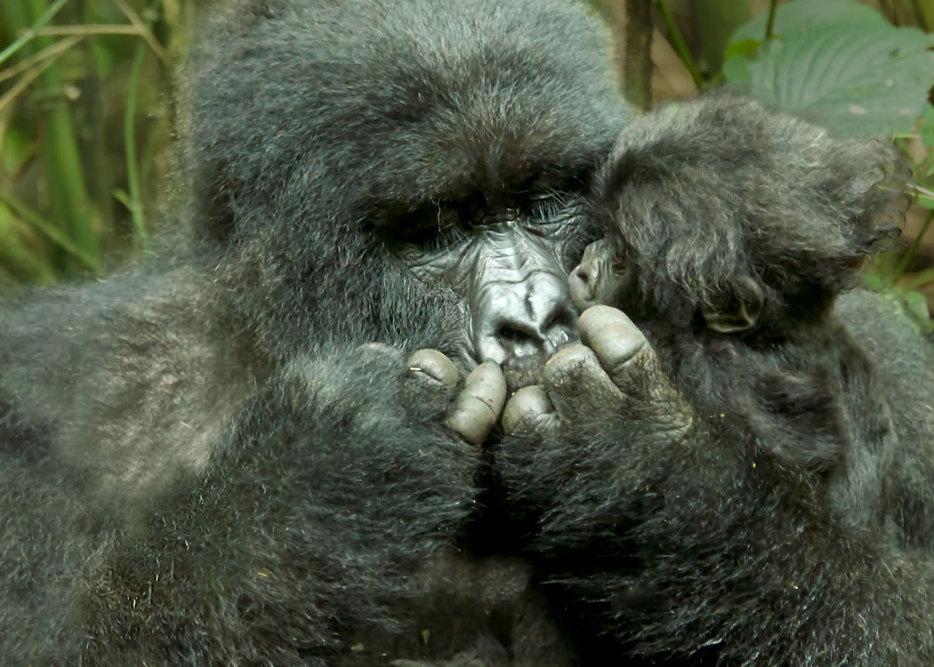 Bwindi Gorilla Tracking