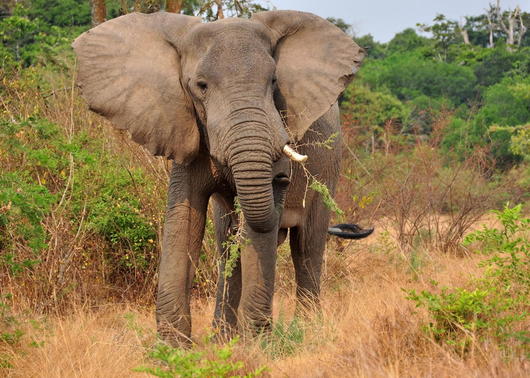 Queen Elizabeth Wildlife Safari