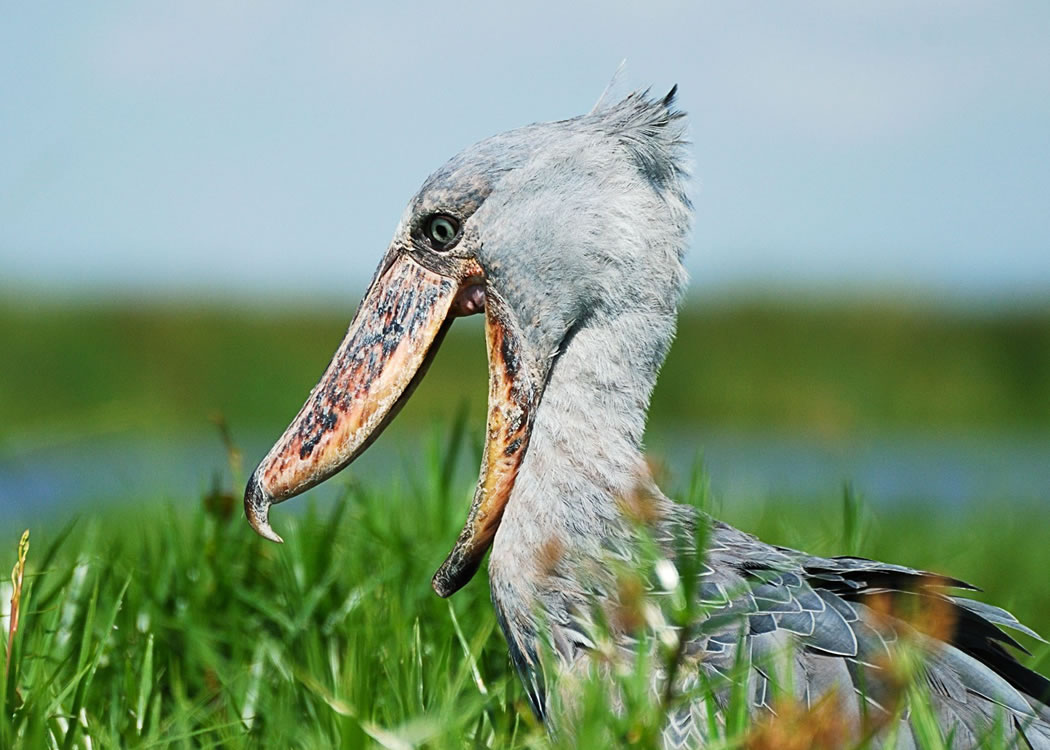 Uganda Bird watching Safari