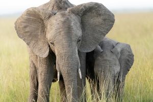 Breco Safaris Elephants